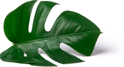 Leaf Icon
